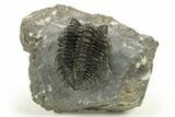 Coltraneia Trilobite Fossil - Huge Faceted Eyes #225338-2